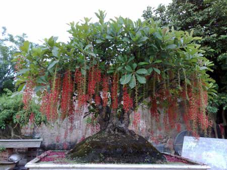 Bonsai, cây cảnh nghệ thuật, cay canh nghe thuat, cây thế, cay the, triển lãm cây cảnh nghệ thuật, trien lam cay canh nghe thuat